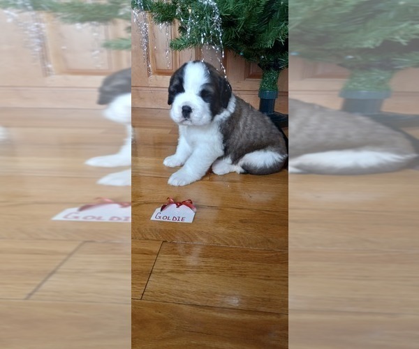 Medium Photo #6 Saint Bernard Puppy For Sale in BETHEL, MO, USA