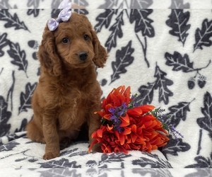 Goldendoodle-Poodle (Miniature) Mix Puppy for sale in CEDAR LANE, PA, USA