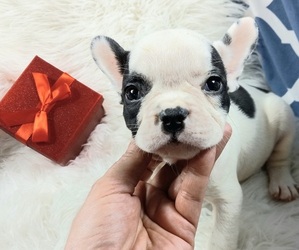 French Bulldog Puppy for sale in CARTHAGE, TX, USA