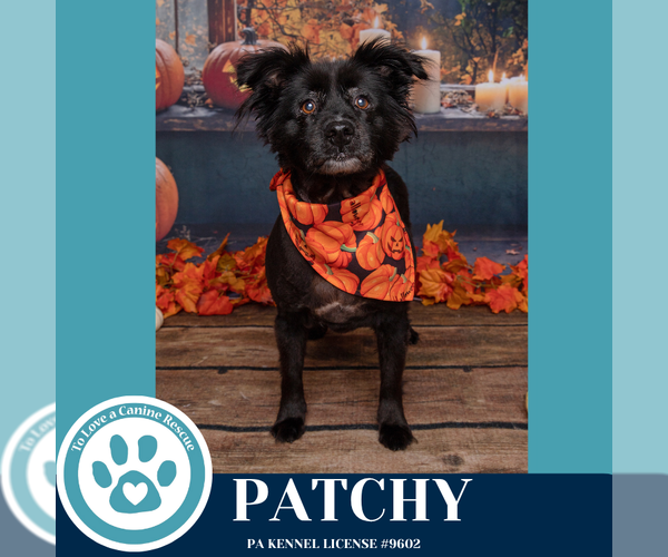 Medium Photo #5 Spaniel-Unknown Mix Puppy For Sale in Kimberton, PA, USA