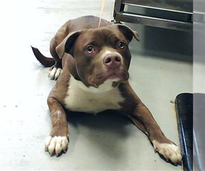 Mutt Dogs for adoption in Fayetteville, NC, USA