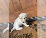 Puppy Pink Collar Goldendoodle-Poodle (Standard) Mix
