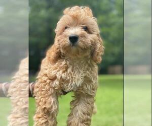 Cavapoo-Poodle (Miniature) Mix Puppy for sale in HAMPTON, GA, USA