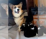 Small #18 Pembroke Welsh Corgi