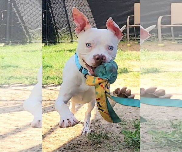 Medium Photo #3 American Pit Bull Terrier-Unknown Mix Puppy For Sale in Millersville, MD, USA