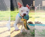Small #2 American Pit Bull Terrier Mix