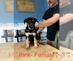 Small Photo #4 German Shepherd Dog Puppy For Sale in VALDOSTA, GA, USA
