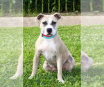 Small American Pit Bull Terrier