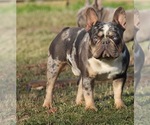 Small Photo #1 French Bulldog Puppy For Sale in PALATINE, IL, USA