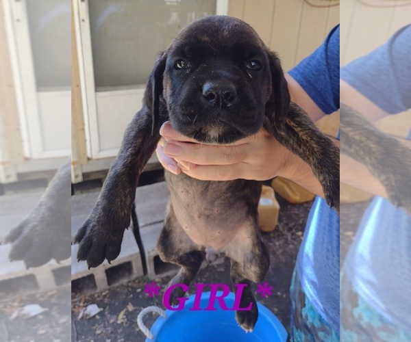 Full screen Photo #15 Cane Corso Puppy For Sale in WEST PALM BCH, FL, USA