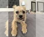 Small #5 Border Terrier Mix