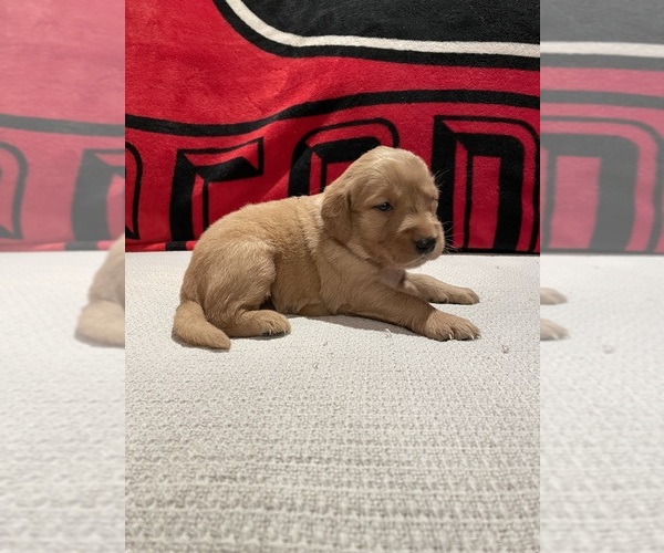 Medium Photo #1 Golden Retriever Puppy For Sale in BISHOP, GA, USA