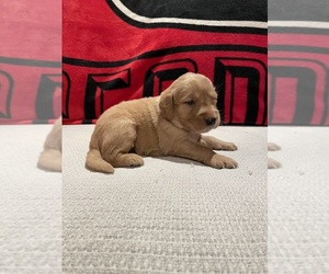 Golden Retriever Puppy for sale in BISHOP, GA, USA