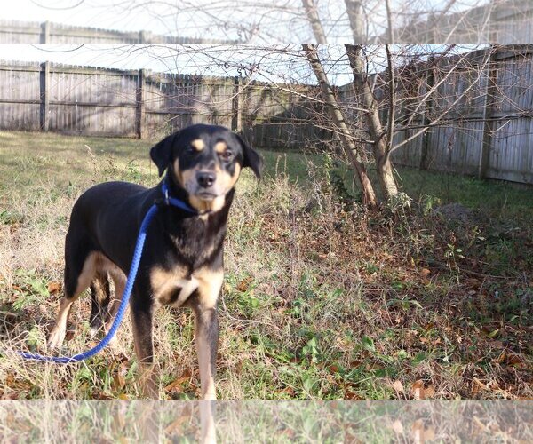 Medium Photo #3 Mutt Puppy For Sale in Jackson, MS, USA