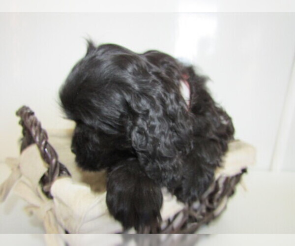 Medium Photo #2 Cocker Spaniel Puppy For Sale in HUDSON, MI, USA