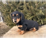 Small #3 Dachshund