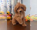 Havapoo puppies - Male Havapoo Puppy for Sale - Photo #13