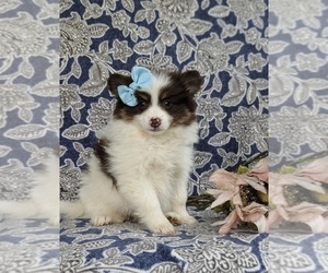 Pomeranian Puppy for sale in KIRKWOOD, PA, USA