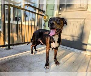 Labrador Retriever Dogs for adoption in Conroe, TX, USA