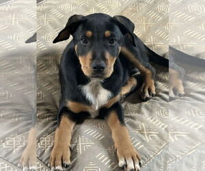 Labrador Retriever-Unknown Mix Dogs for adoption in Rockaway, NJ, USA