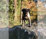 Small Photo #9 Pug Puppy For Sale in CANTON, CT, USA
