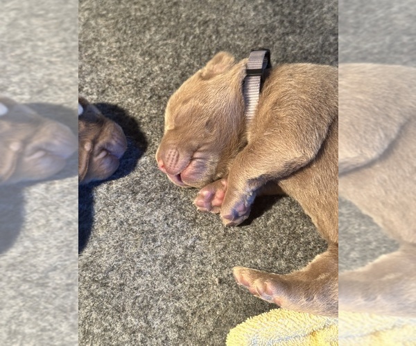 Medium Photo #7 Labrador Retriever Puppy For Sale in MODESTO, CA, USA