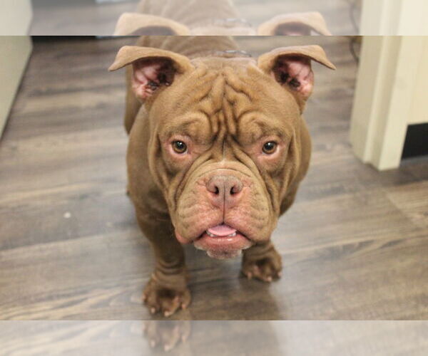 Medium Photo #3 Bulldog Puppy For Sale in Chestertown, MD, USA