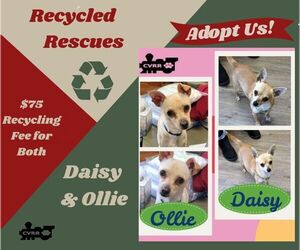 Chihuahua Dogs for adoption in Lindsay, CA, USA
