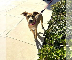 Trixie - Female Labrador Retriever-Unknown Mix Dog for Adoption - Photo #7