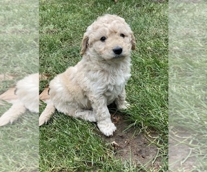 Medium Aussiedoodle Miniature 