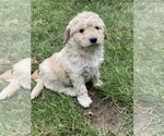 Small Photo #1 Aussiedoodle Miniature  Puppy For Sale in COMMERCE, MI, USA