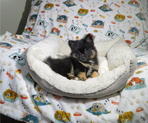 Pomeranian Puppy for Sale in COOKEVILLE, Tennessee USA