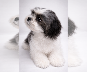 Mother of the Shih-Poo puppies born on 02/03/2026