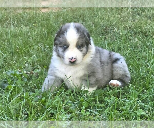 Medium Photo #5 Australian Shepherd Puppy For Sale in NELSON, VA, USA