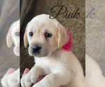Small Photo #8 Labrador Retriever Puppy For Sale in MURRIETA, CA, USA