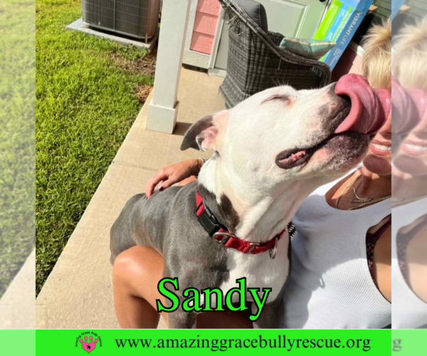 Medium Photo #13 American Pit Bull Terrier-Unknown Mix Puppy For Sale in Pensacola, FL, USA