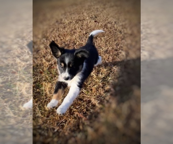 Medium Photo #41 Border Collie-Papillon Mix Puppy For Sale in CULPEPER, VA, USA