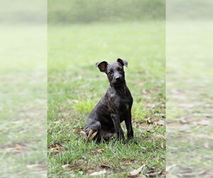 Mutt Dogs for adoption in Belleville, IL, USA