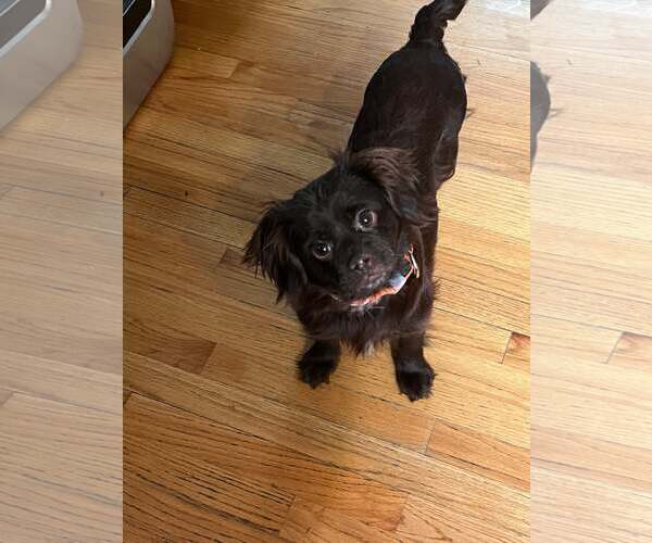 Medium Photo #1 Chihuahua-Colonial Cocker Spaniel Mix Puppy For Sale in Catasauqua, PA, USA