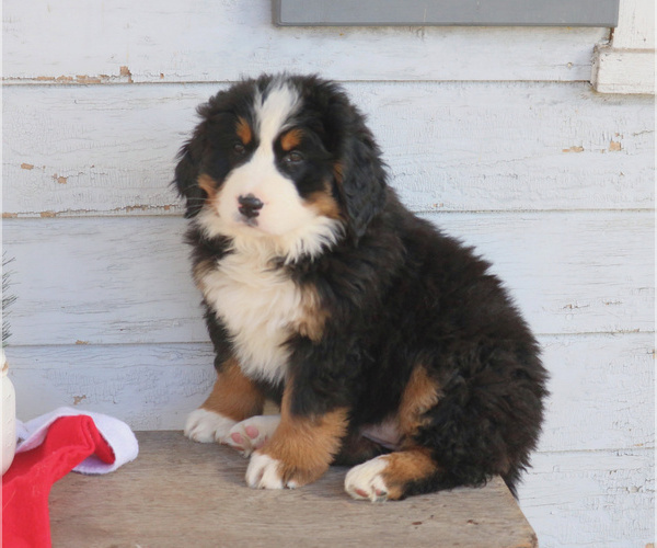 Medium Photo #2 Bernese Mountain Dog Puppy For Sale in ELIZABETHTOWN, PA, USA