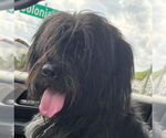 Small Photo #5 Bearded Collie-Unknown Mix Puppy For Sale in Rustburg, VA, USA
