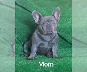 Mother of the French Bulldog puppies born on 07/15/2021