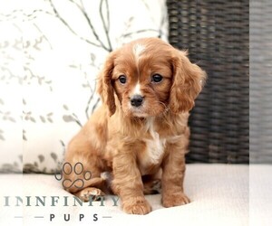 Cavalier King Charles Spaniel Puppy for sale in KINZERS, PA, USA