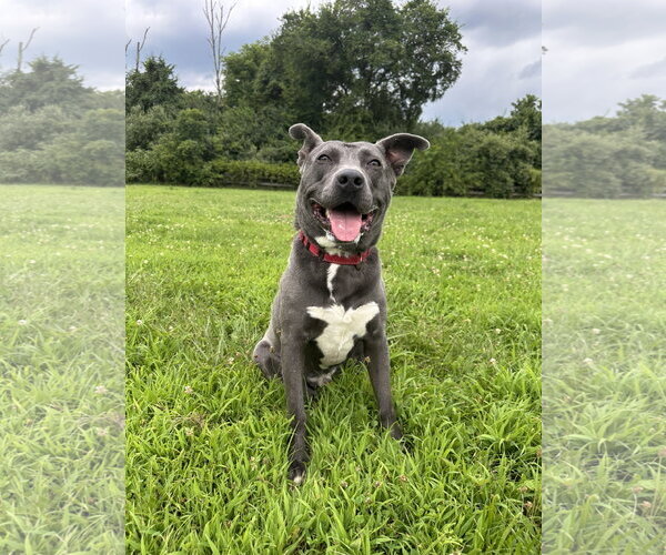 Medium Photo #20 American Pit Bull Terrier-Labrador Retriever Mix Puppy For Sale in Germantown, OH, USA