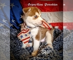 Small Photo #2 Pomsky Puppy For Sale in ROCHESTER, MN, USA