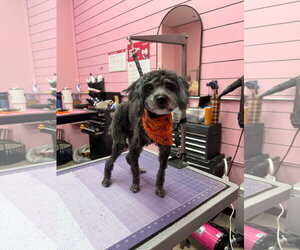 Bowie FH - Male Poodle (Miniature) Dog for Adoption - Photo #2