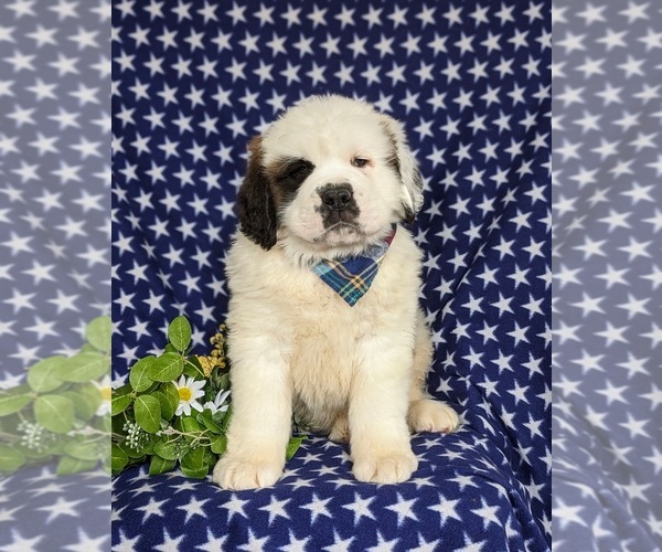 Medium Photo #4 Saint Bernard Puppy For Sale in QUARRYVILLE, PA, USA