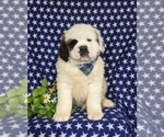 Small Photo #4 Saint Bernard Puppy For Sale in QUARRYVILLE, PA, USA