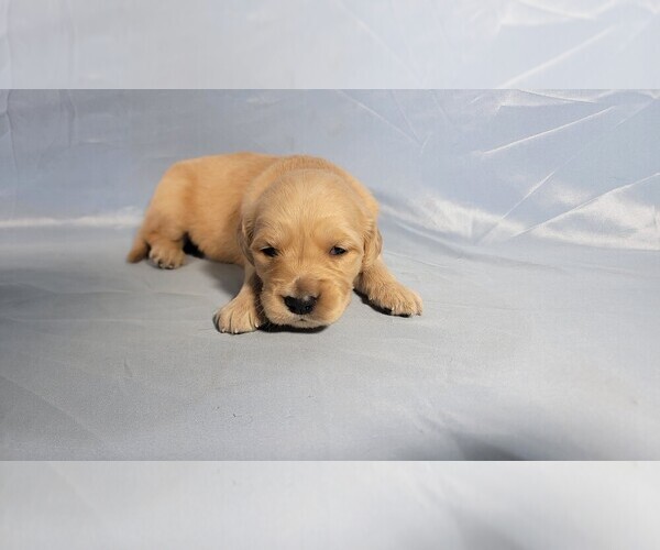 Medium Photo #3 Golden Retriever Puppy For Sale in BLACK FOREST, CO, USA