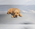 Small Photo #17 Golden Retriever Puppy For Sale in BLACK FOREST, CO, USA